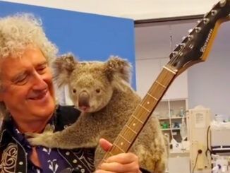 brian may koala australia