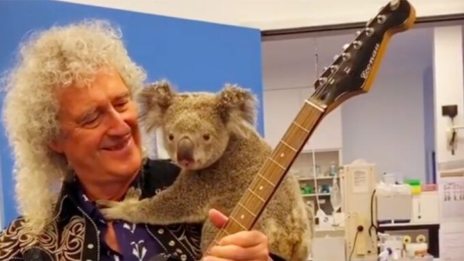 brian may koala australia