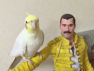 cacatua queen freddie mercury