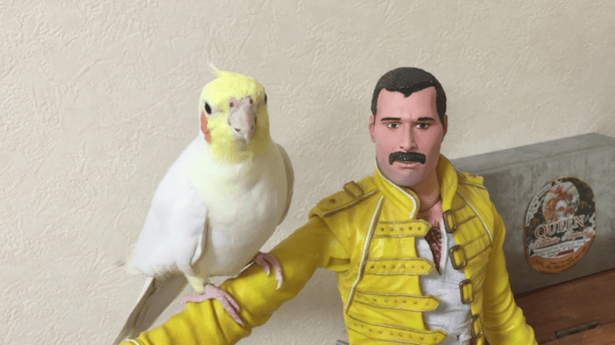 cacatua queen freddie mercury