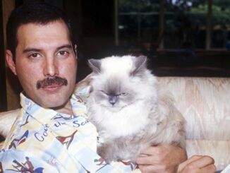 Freddie Mercury gatos