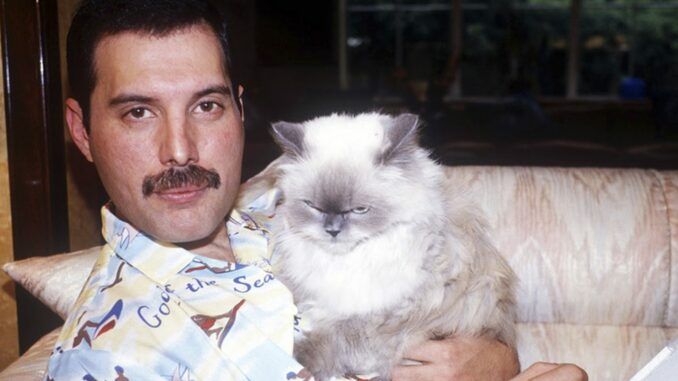 Freddie Mercury gatos