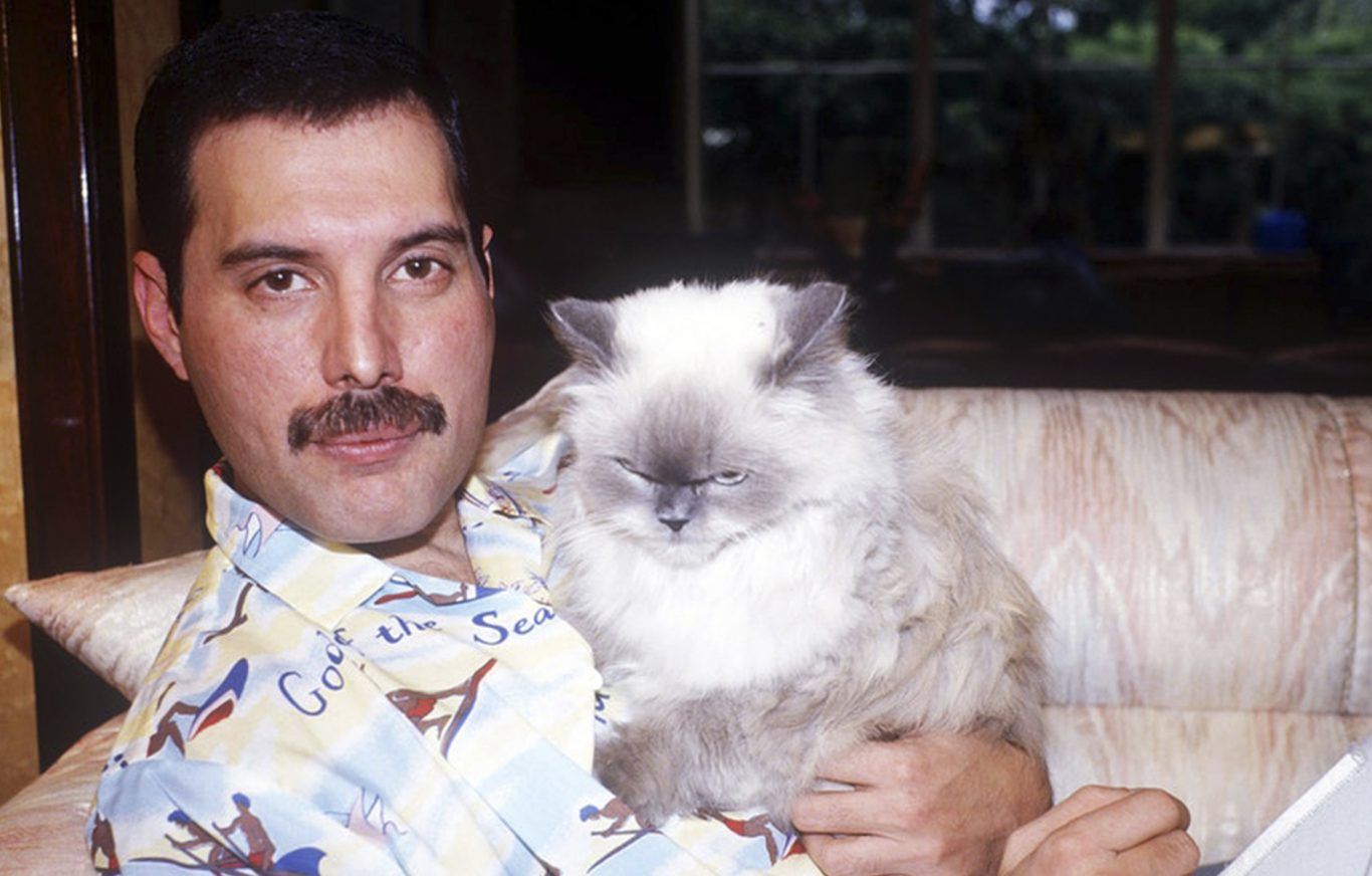 Freddie Mercury gatos