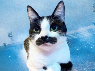 cat freddie mercury queen gata aqueenofmagic