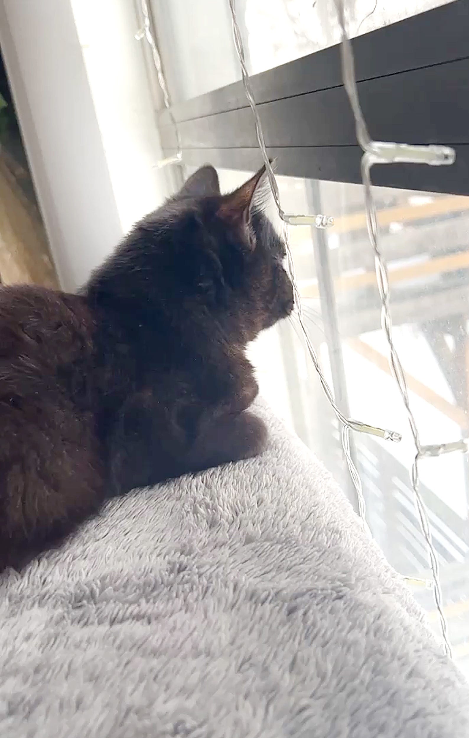 freddie mercury cat 01