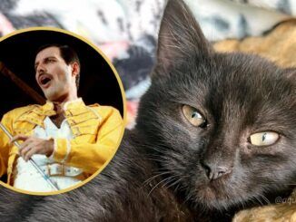 freddie mercury cat gatito queen aqueenofmagic