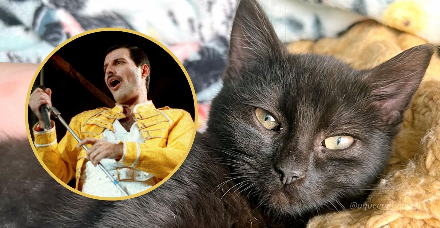 La sorprendente historia del gatito llamado Freddie Mercury perdido en