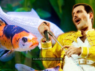 freddie mercury koi