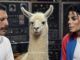 Por qué una llama impidió que Freddie Mercury terminara sus duetos con Michael Jackson